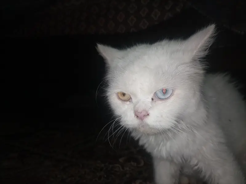 semi punch kitten for sale — photo 5