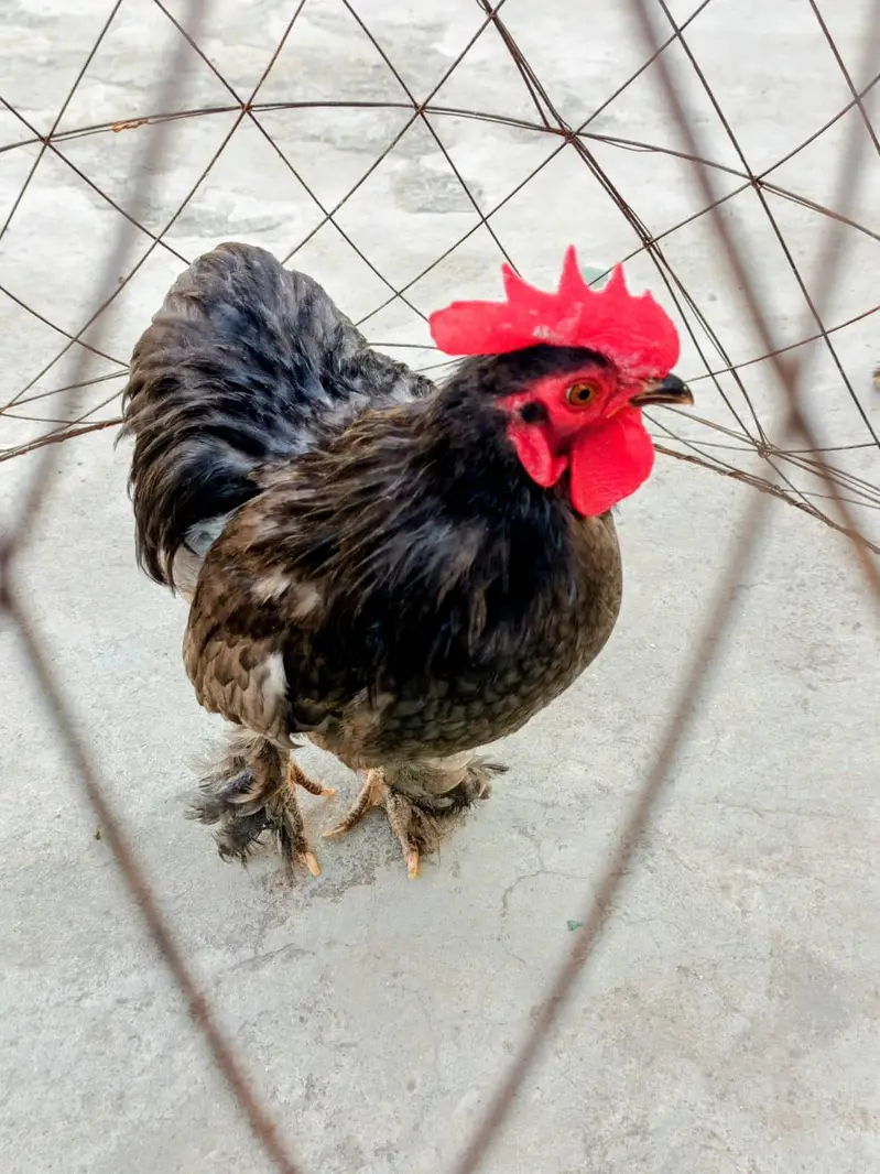 Bantam excellent breed for sale — photo 2