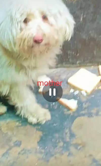 poodle puppy for sale male female available