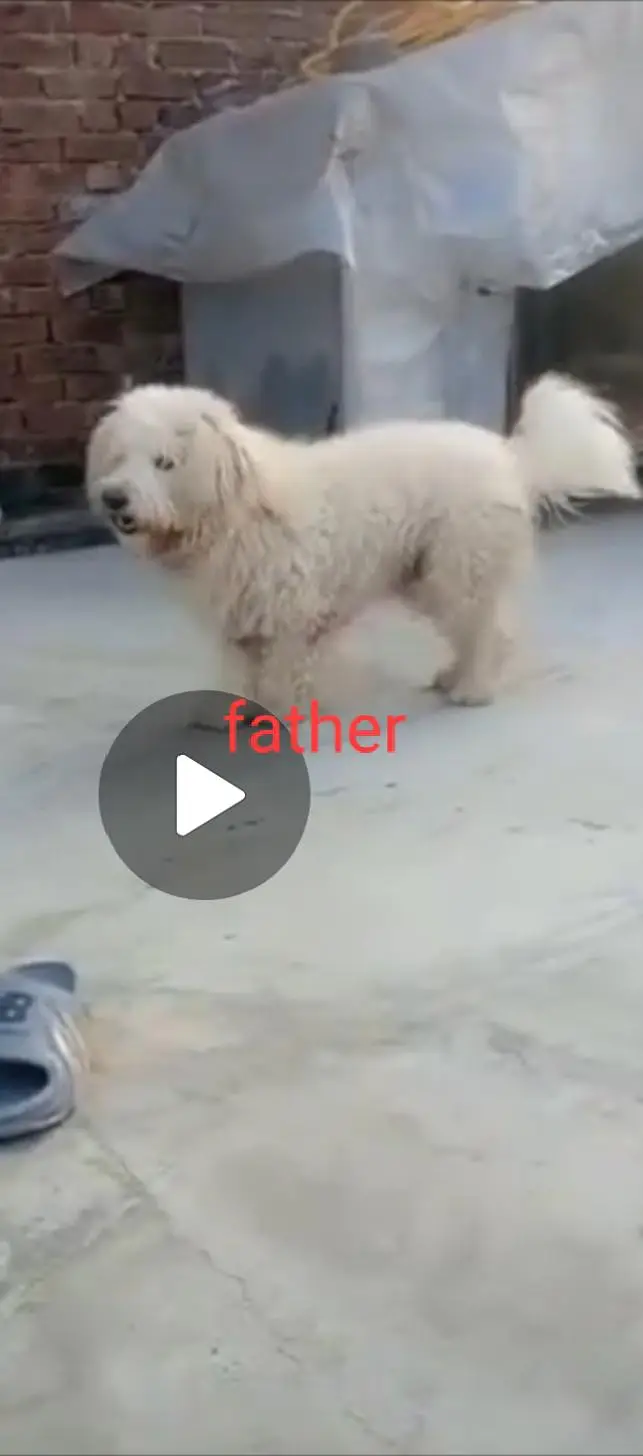 poodle puppy for sale male female available — photo 2
