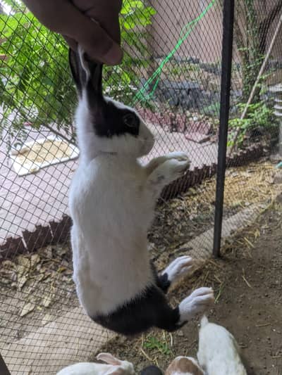 rabbit total 8 pieces