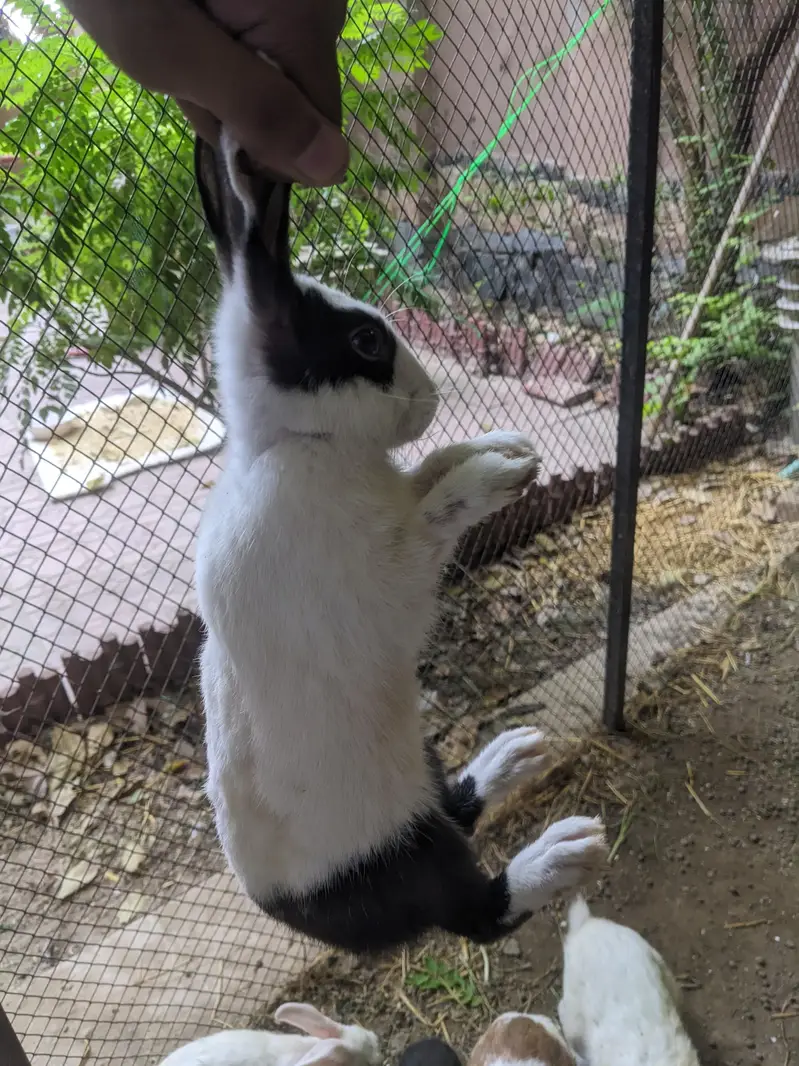 rabbit total 8 pieces