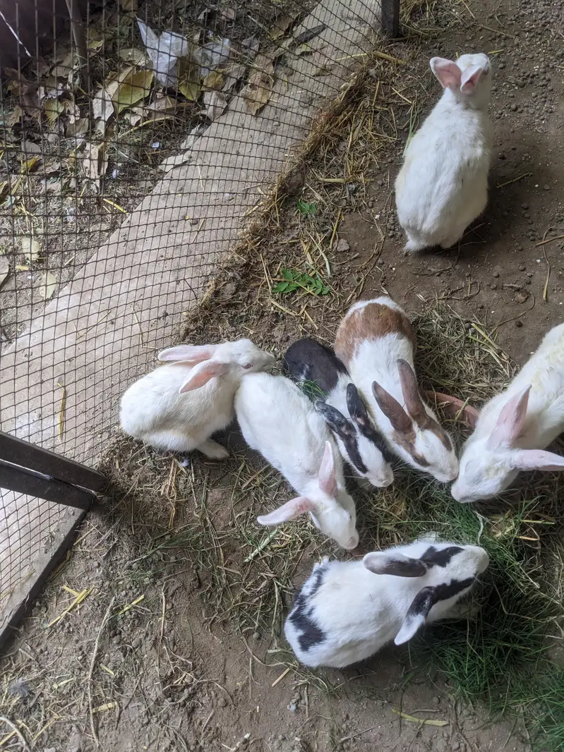 rabbit total 8 pieces — photo 2