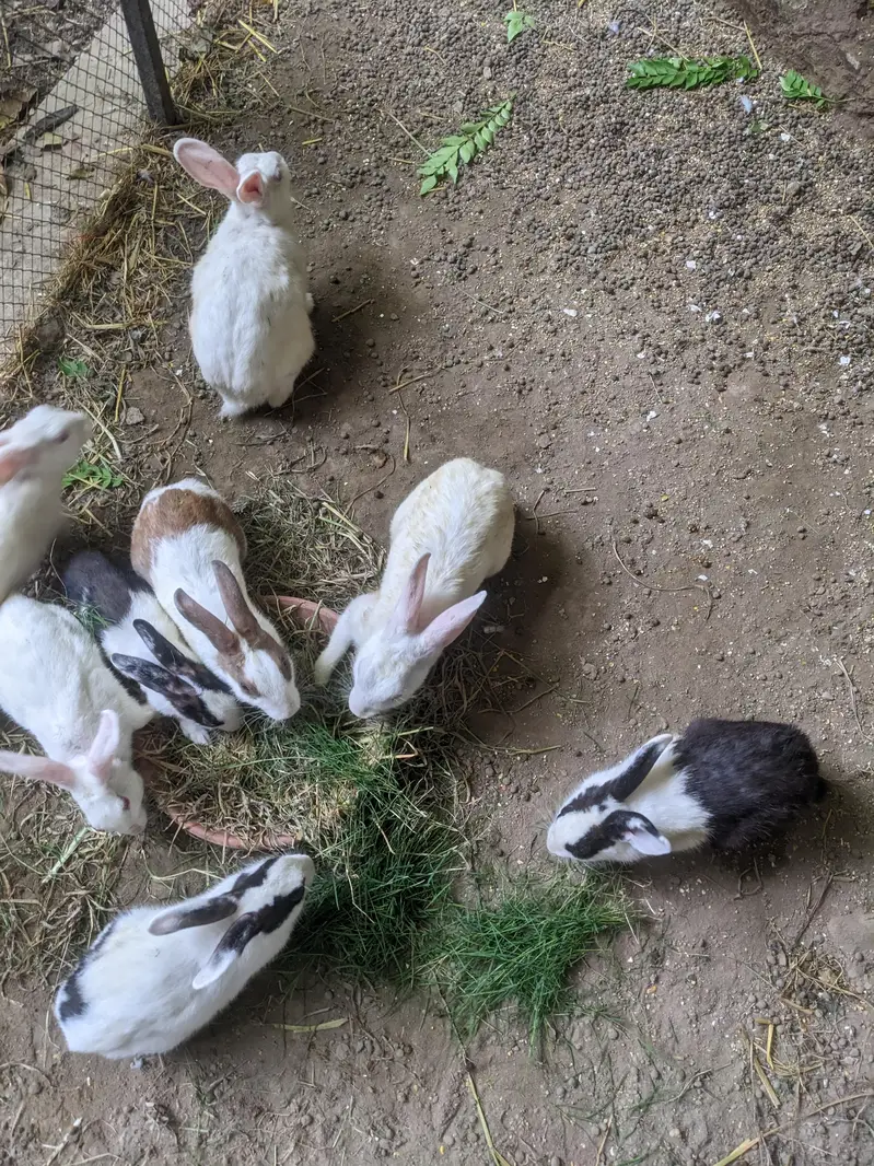 rabbit total 8 pieces — photo 3