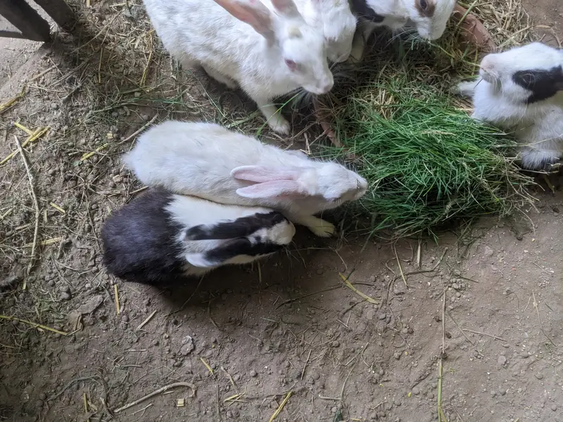 rabbit total 8 pieces — photo 4