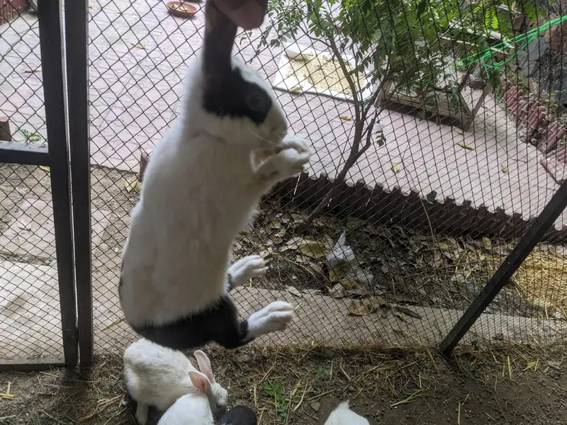 rabbit total 8 pieces — photo 5