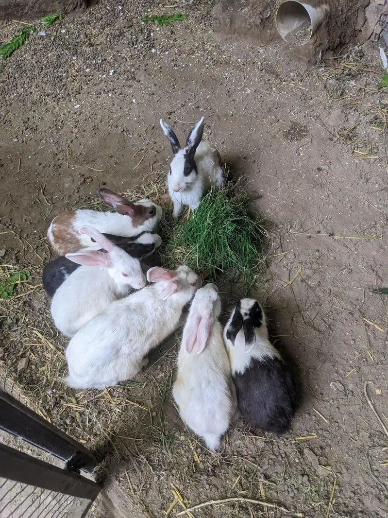 rabbit total 8 pieces — photo 6