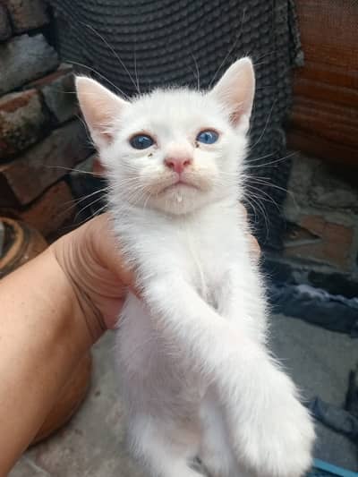 Persian kitten dubble coted kitten white colour blue nd black eyes