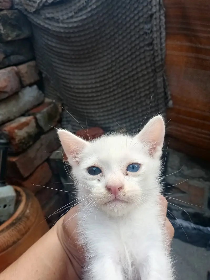 Persian kitten dubble coted kitten white colour blue nd black eyes — photo 2