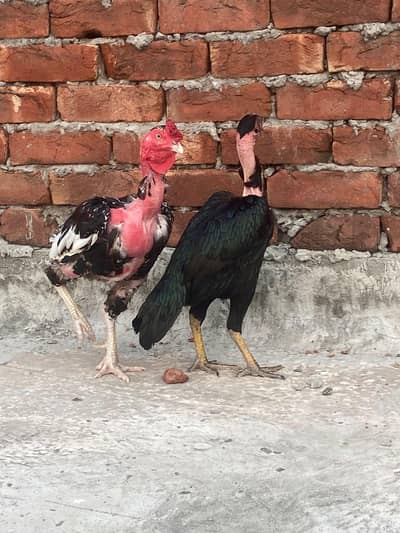 Aseel pair for sale