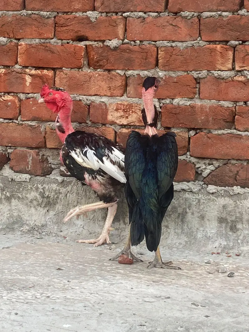 Aseel pair for sale — photo 2