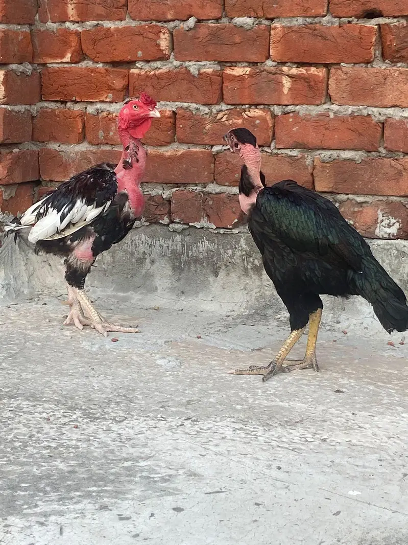 Aseel pair for sale — photo 3