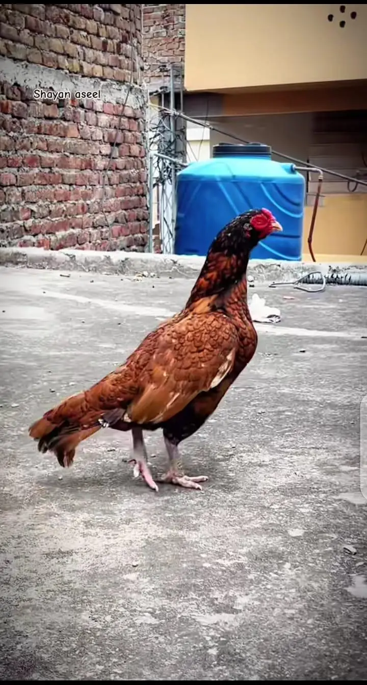 100% 5 LAKIYA BREEDER KA phath HA/PARENTS PICTURE ATTACHED — photo 5