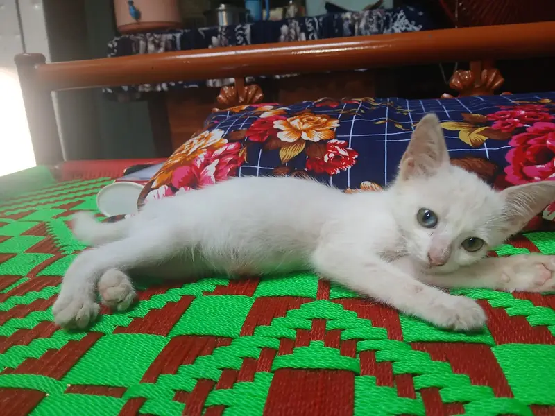 2 cats ki price 20000 Parsion cats jis bhai ko chahiya ajao — photo 5