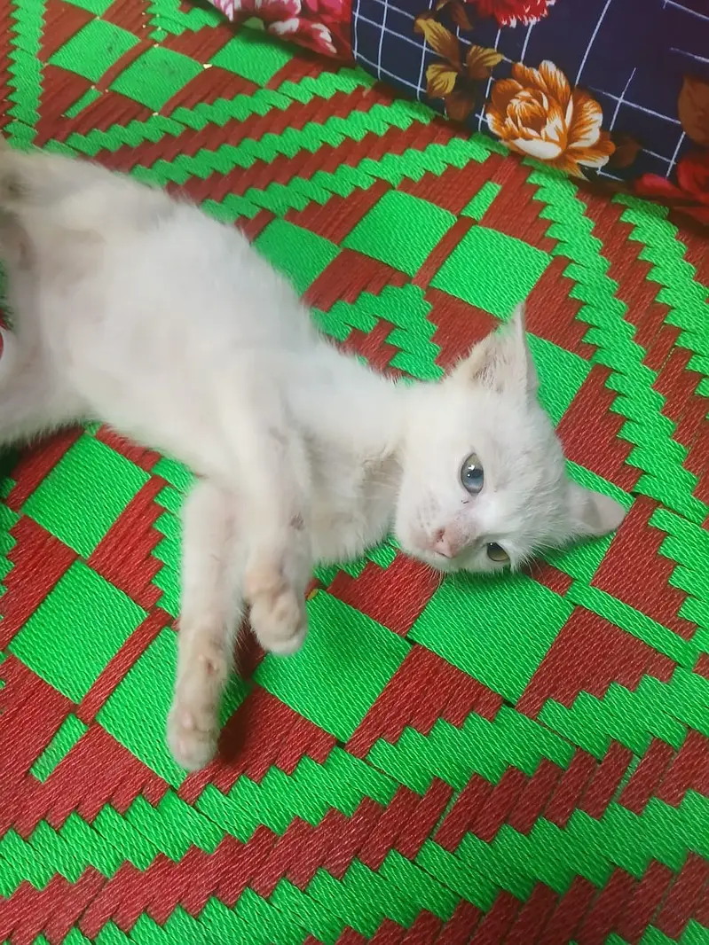 2 cats ki price 20000 Parsion cats jis bhai ko chahiya ajao — photo 6