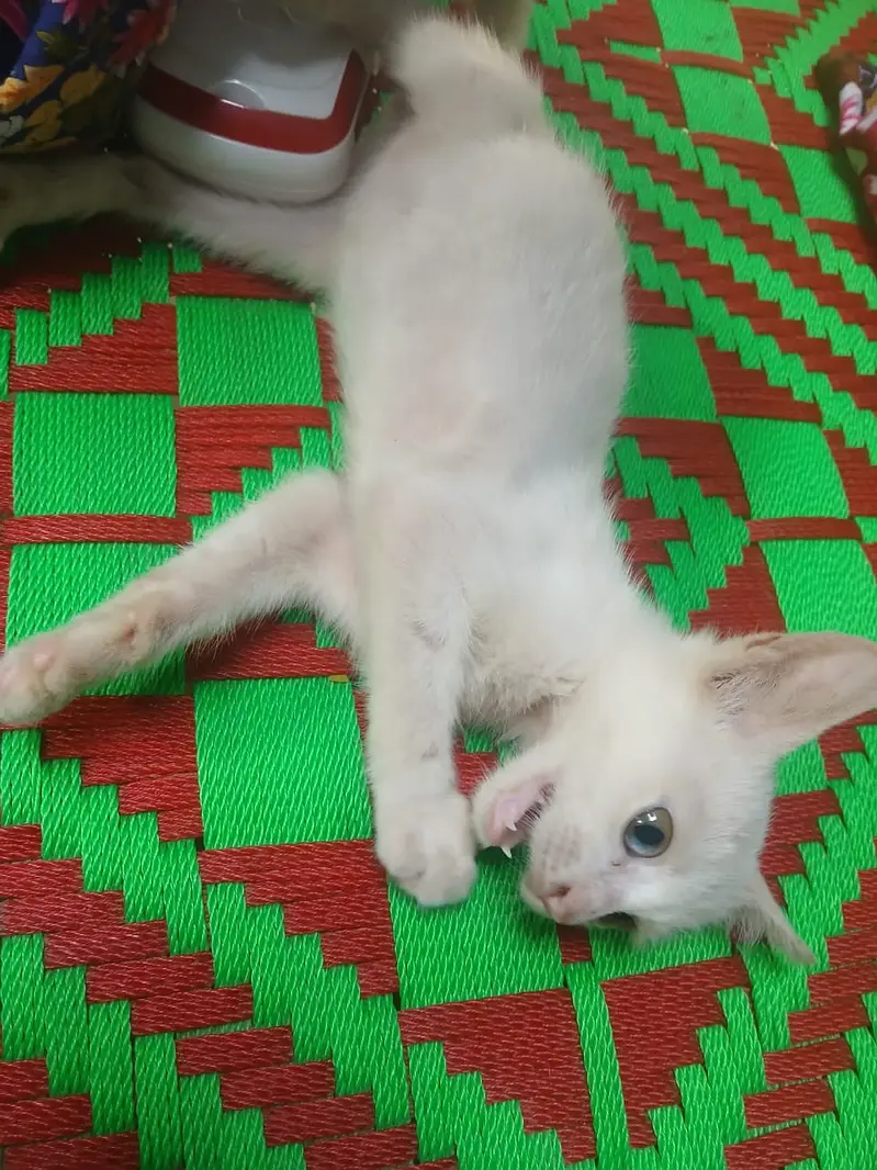 2 cats ki price 20000 Parsion cats jis bhai ko chahiya ajao — photo 7