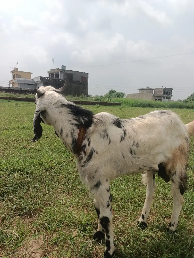 Bakra for sale — photo 2
