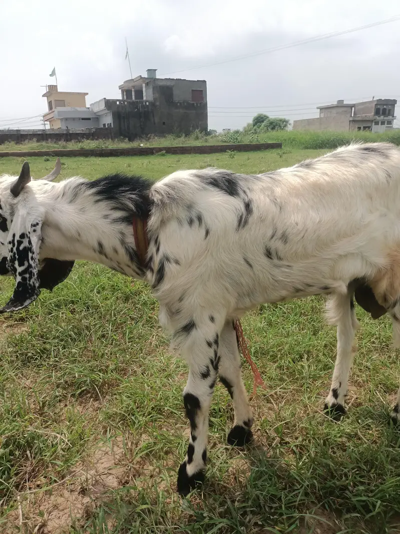 Bakra for sale — photo 3