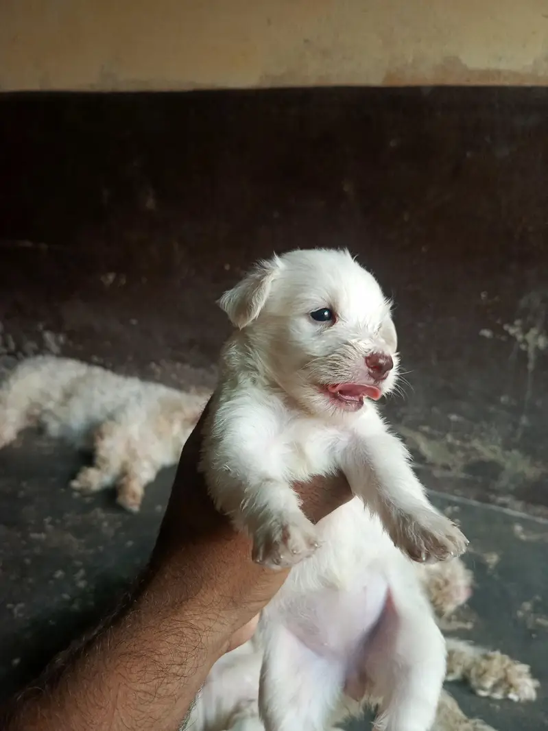 poodle puppy for sale male female available — photo 3