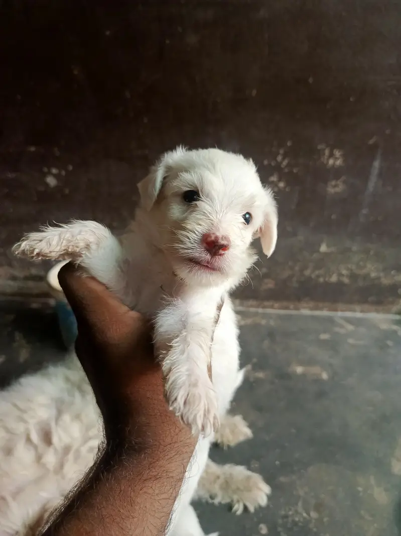 poodle puppy for sale male female available — photo 4