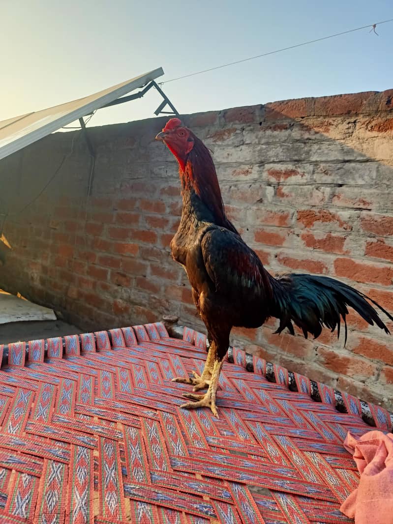 اصیل مرغہ 0