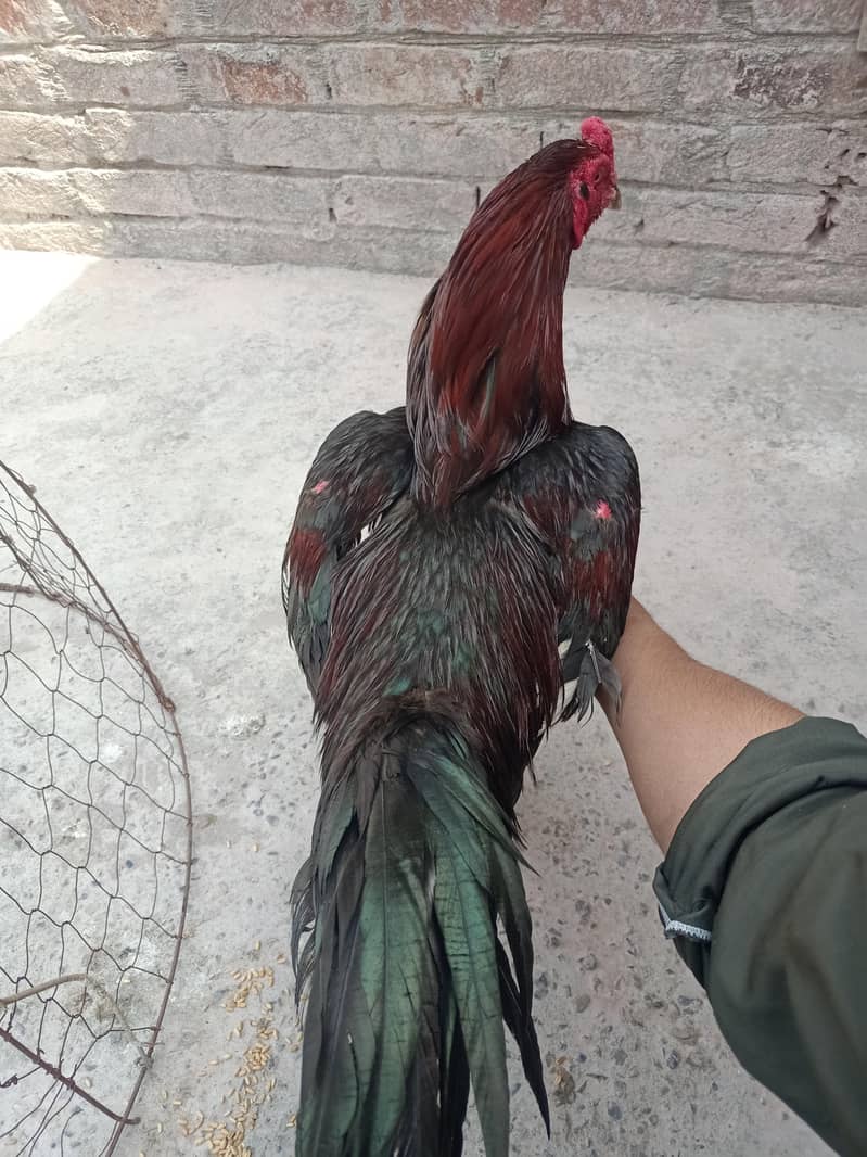 اصیل مرغہ 2