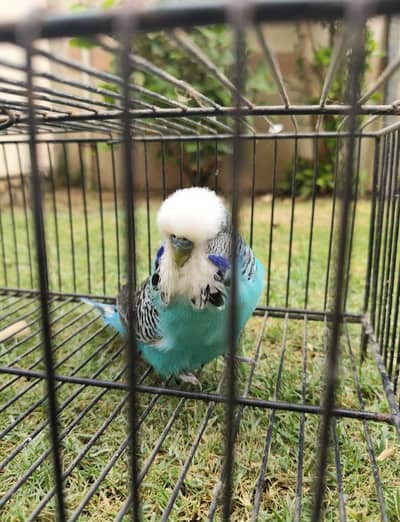 Exhibition Budgies For Sale