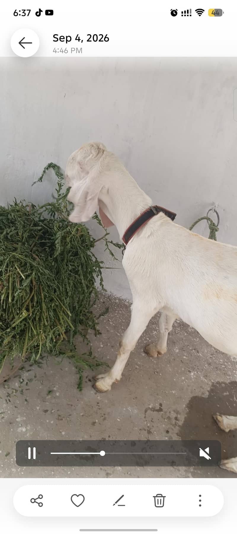 gulabi 1