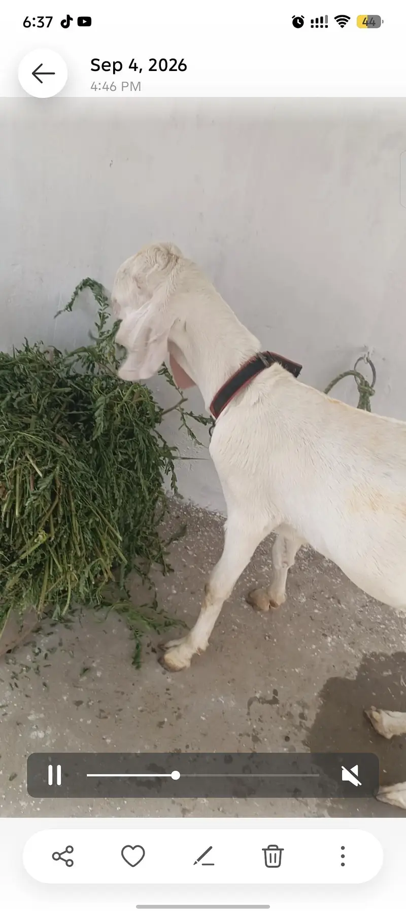 gulabi — photo 2