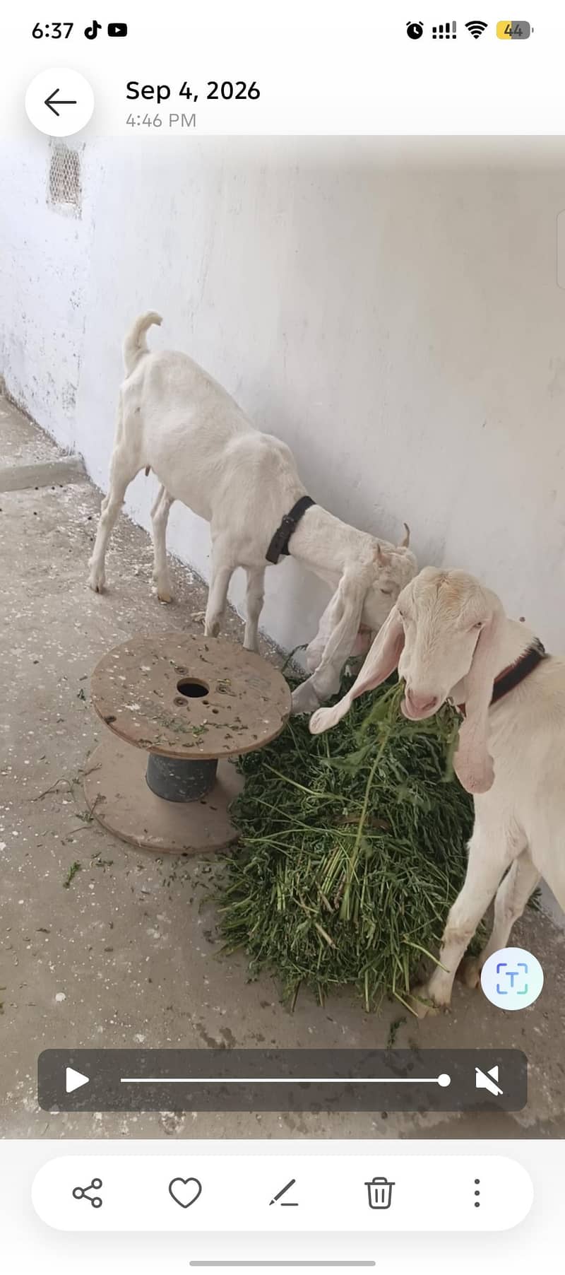 gulabi 2