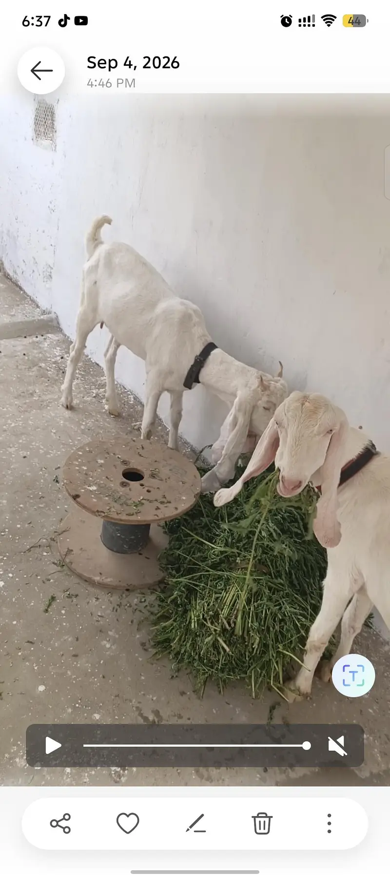 gulabi — photo 3