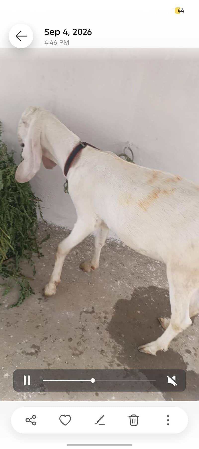 gulabi 3