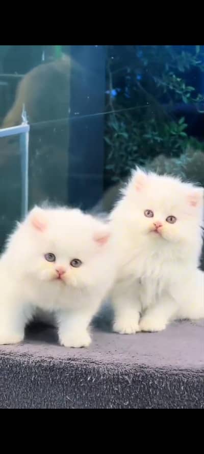 Quality Persian Punch Face cat &kittens 03450062732WhatsApp