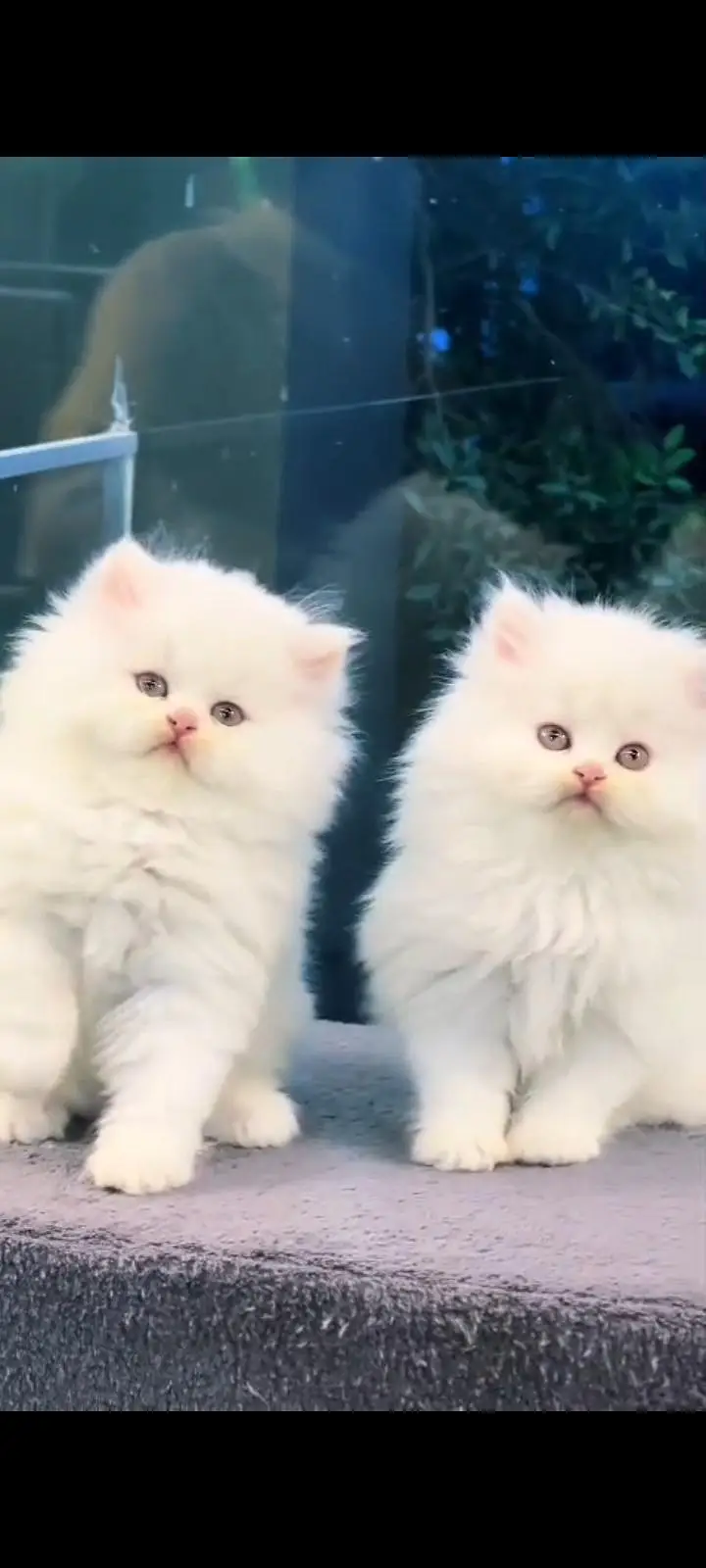 Quality Persian Punch Face cat &kittens 03450062732WhatsApp — photo 2