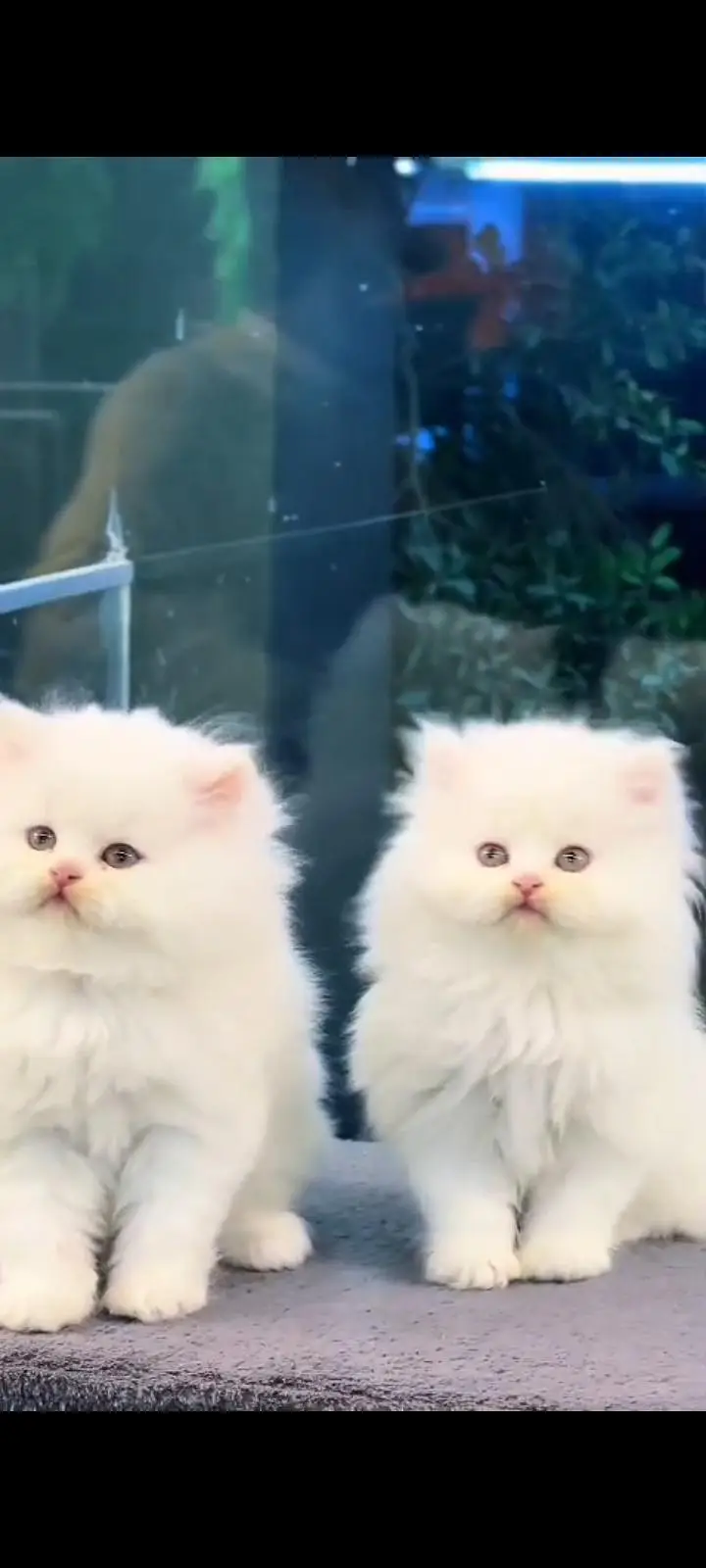 Quality Persian Punch Face cat &kittens 03450062732WhatsApp — photo 3