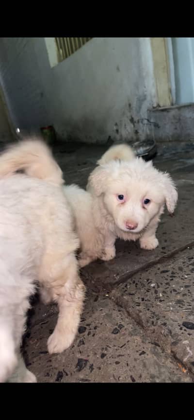 Russian puppies available high quality high court