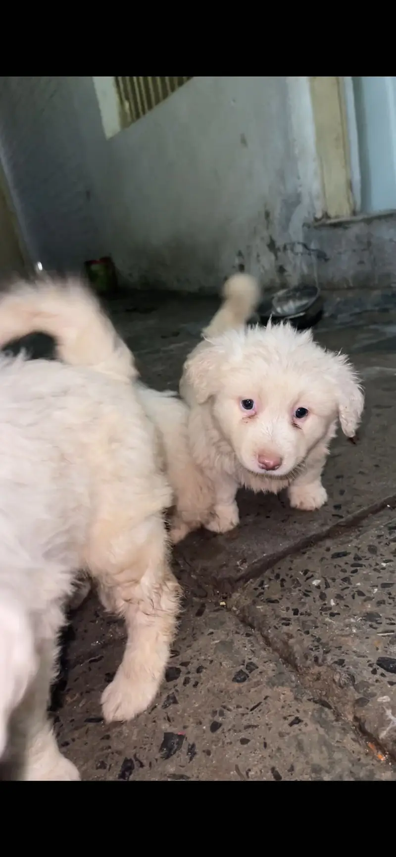 Russian puppies available high quality high court — photo 2