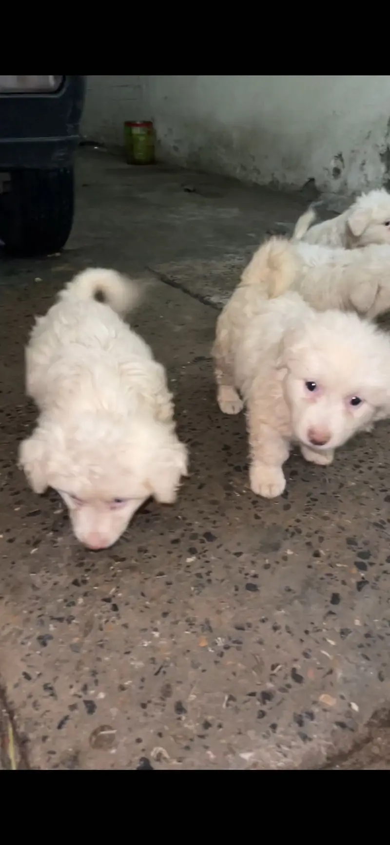 Russian puppies available high quality high court — photo 3