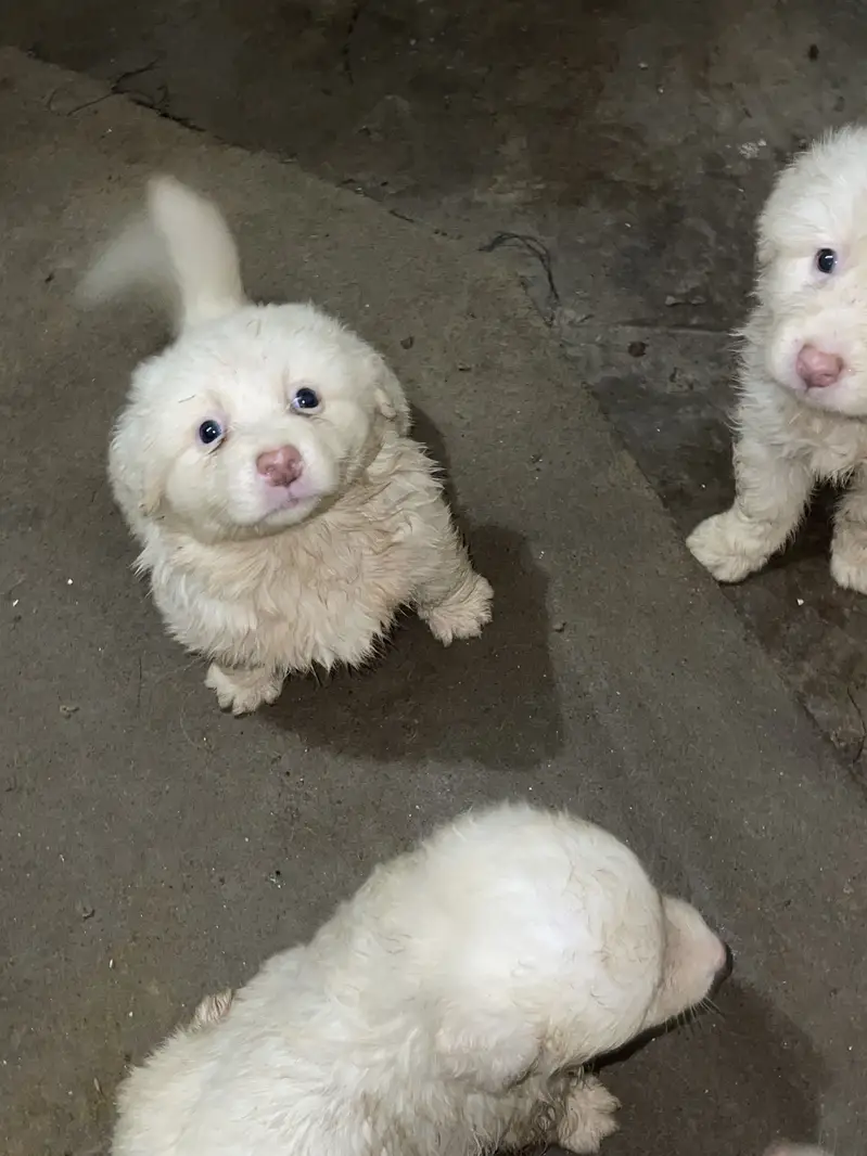 Russian puppies available high quality high court — photo 4