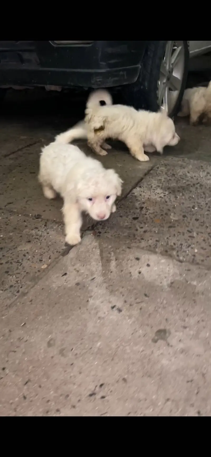Russian puppies available high quality high court — photo 5