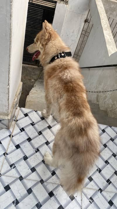 Siberian Husky Male Pup