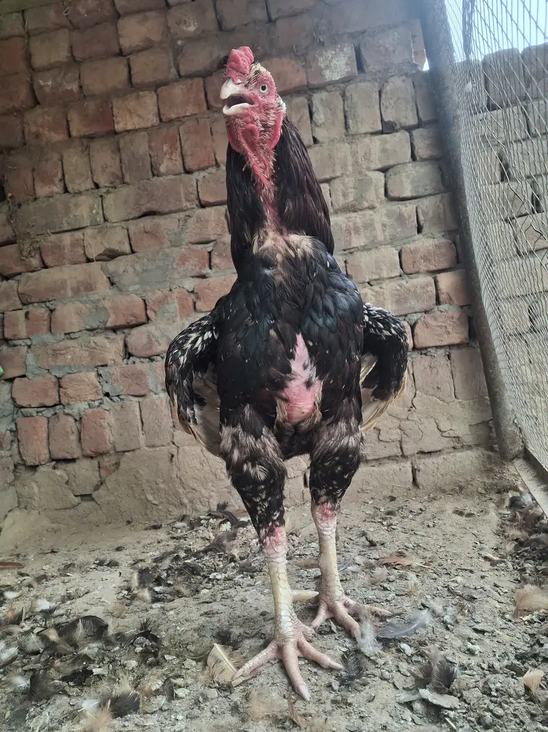 Aseel — photo 3
