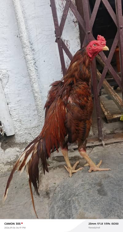 Topla quality Aseel Peela patha for sale