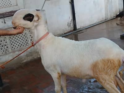 Lakha Mundra / Dumba /Dumbi / Bakra / Bakri / Sheep / Cow