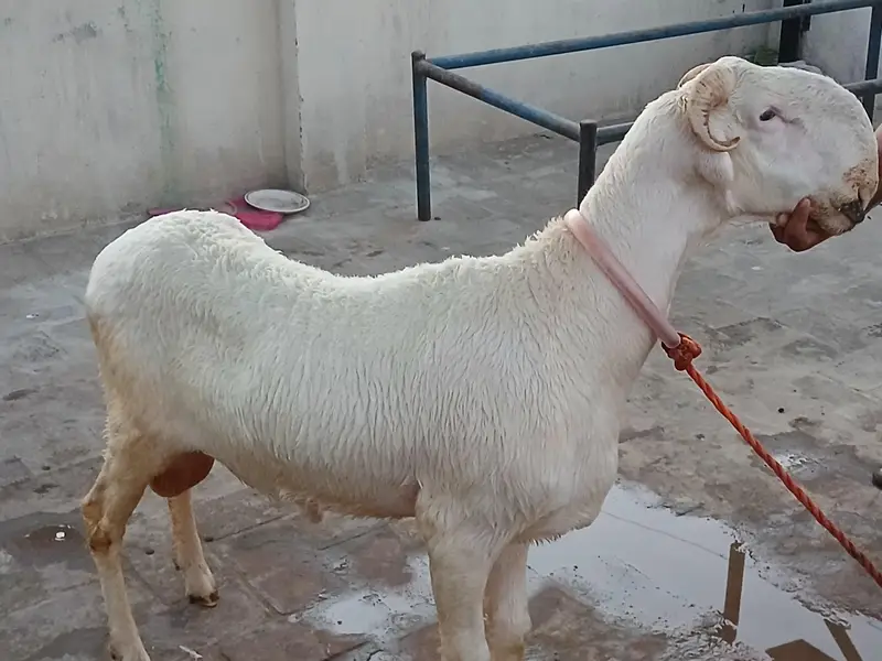 Lakha Mundra / Dumba /Dumbi / Bakra / Bakri / Sheep / Cow — photo 2