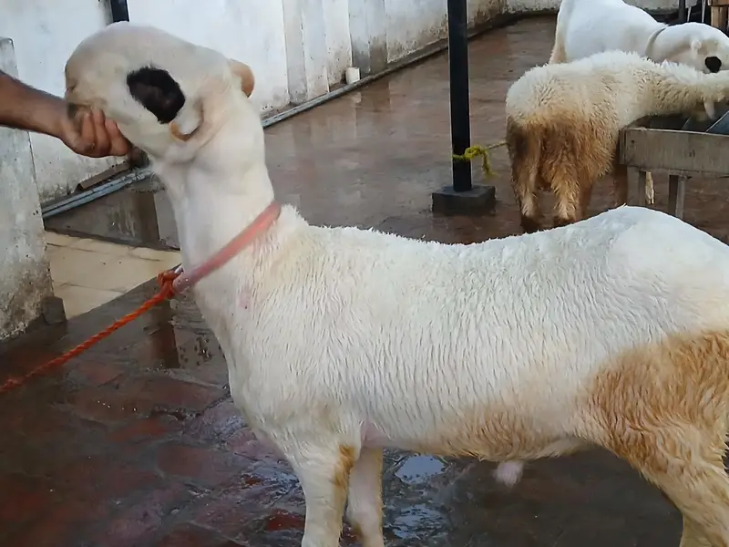 Lakha Mundra / Dumba /Dumbi / Bakra / Bakri / Sheep / Cow — photo 3