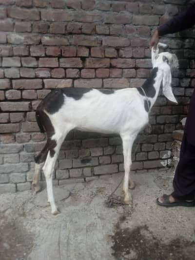 Goat For Sale