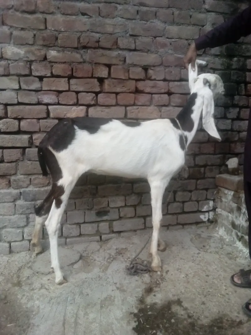 Goat For Sale — photo 2