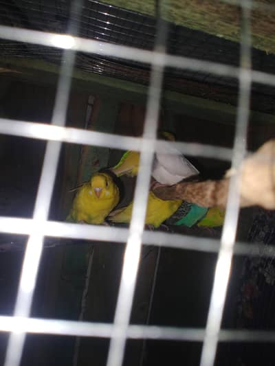 Australian pairs for sale urgent sale  03165841195