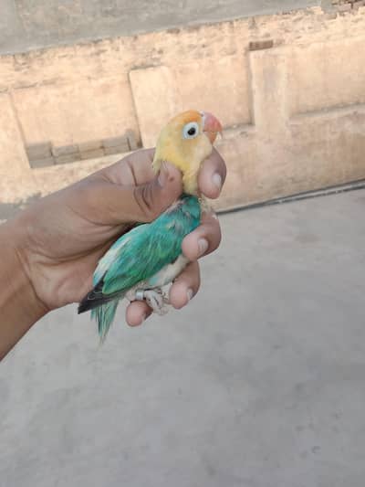 love birds